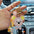 Cute Acrylic Koala Bear Keychain